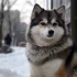 Pomsky Height: What is the Average Size of Pomskies?