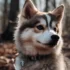 Pomsky Breeders in Kentucky: Find Your Perfect Pomsky Companion