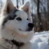 Artificial Insemination in Pomskies: What You Need to Know
