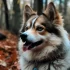 Pomsky Fox for Sale: How to Find Your Perfect Pomsky Companion