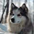 Pomsky Fiyatları: Türkiye’de Pomsky Köpeklerin Maliyeti