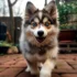 Find Your Perfect Pomsky Companion for Free Near You