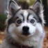 Pomskies for Sale in Connecticut