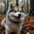 Pomskies for Sale in WV: Find Your Furry Friend Today!