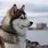 Pomsky: Size, Appearance, and Temperament Characteristics