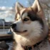 Find Your Perfect Pomsky Companion at Our Kennel