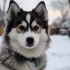Pomsky kaufen eBay: What to Know Before Buying a Pomsky Online
