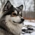 Pomsky kaufen Schweiz: Tips for Finding the Right Pomsky Breeder