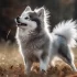 Potter the Pomsky: A Guide to Understanding the Personality Traits of This Designer Breed
