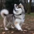Pomsky Puppy Prices: How Much Should You Expect to Pay?