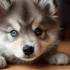 FAQs about Pomsky Rescue