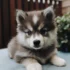 Stop your Pomsky from biting