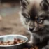 FAQs about Full Grown Pomsky