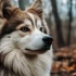 Pomsky Full Grown Video: See the Adorable Size and Appearance of this Designer Breed