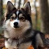 Pomsky vs Mini Husky: Understanding the Differences and Similarities
