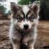 Pomsky Golden Retriever Mix: Everything You Need to Know