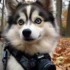 Pomsky vs. Husky: Understanding the Key Differences
