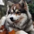 Pomsky Poodle Mix: A Guide to This Adorable Designer Breed