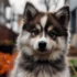 Pomsky vs. Husky: Understanding the Key Differences