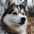 Pomsky Momsky: Understanding the Personality Traits of This Adorable Breed