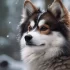Pommer Pomskies: Everything You Need to Know About This Adorable Breed