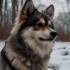 Pomsky vs Mini Husky: Understanding the Differences and Similarities