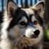 Pomsky Ausgewachsen: Understanding the Size and Appearance of Adult Pomskies