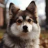 Pomsky Chicago: Where to Find Pomskies for Sale