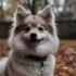 Pomsky vs Pomeranian: Understanding the Differences