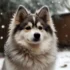 Pomsky.com: Your Ultimate Guide to Understanding Pomsky Mixes