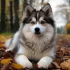 Pomsky Marron: A Guide to Understanding this Unique Husky-Pomeranian Mix