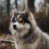 Pomsky Shepherd Mix: Understanding this Unique Breed