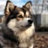 Pomsky Wood Kennels: The Ultimate Guide to Raising Healthy and Happy Pomskies