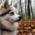 Pomsky Poodle Mix: A Guide to This Adorable Designer Breed