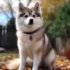Adorable Pomskies for Sale in Columbus Ohio