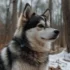 Pomskies For Sale In Louisville KY