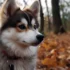 Pomskies for Adoption: Tips and Tricks to Find the Perfect Furry Friend