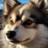 Poodle Pomsky Mix: Understanding the Unique Personality Traits of this Popular Pomsky Hybrid