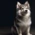 Everything You Need To Know About The 15 Lb Pomsky