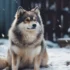 Pomsky Mini: Understanding The Smaller Version Of This Popular Breed
