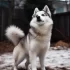 Potter the Pomsky: A Guide to Understanding the Personality Traits of This Designer Breed