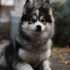 ¿Cuánto cuesta un Pomsky? Descubre el precio de los perros Pomsky