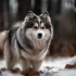 Premier Pomsky Puppies for Sale – Healthy and Adorable Pomskies