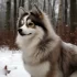 Premium Pomskies: The Ultimate Guide to Owning a Top-Quality Pomsky