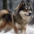 Prestige Pomskies: Top Breeder for Adorable and Healthy Pomsky Puppies