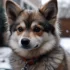 Wolf Pomsky: The Adorable Hybrid Dog Breed You Need to Know About