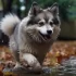 Premium Pomskies: The Ultimate Guide to Owning a Top-Quality Pomsky