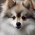 How Long Can a Dog Go Without Eating?