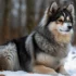 Chinook Pomskies: A Guide to this Rare and Unique Pomsky Mix