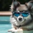 Preventing Pomsky Health Problems